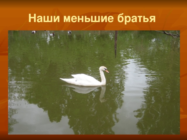 Наши меньшие братья 