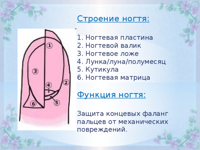 Строение ногтя фото с описанием