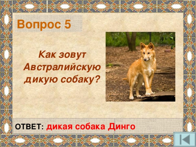 Вопрос 5  Как зовут Австралийскую дикую собаку?  ОТВЕТ:  дикая собака Динго  