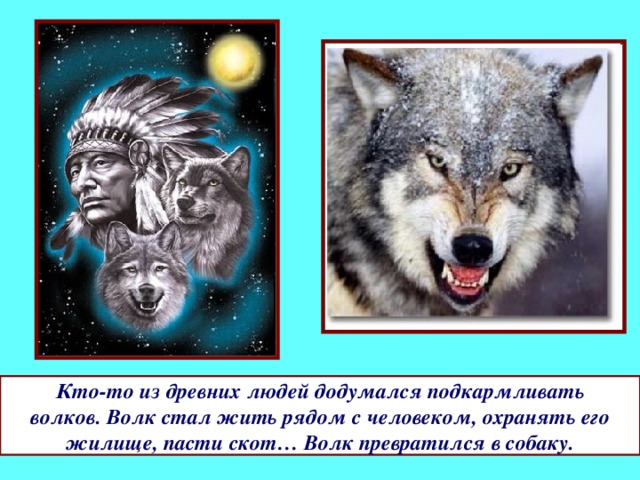 Кто-то из древних людей додумался подкармливать  волков. Волк стал жить рядом с человеком, охранять его жилище, пасти скот… Волк превратился в собаку. 