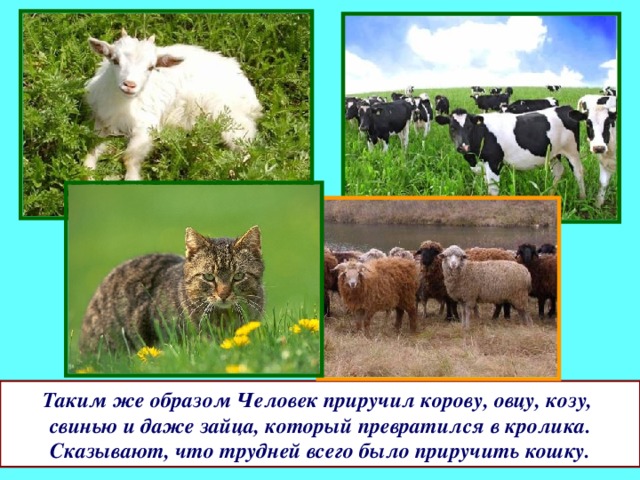 Таким же образом Человек приручил корову, овцу, козу, свинью и даже зайца, который превратился в кролика. Сказывают, что трудней всего было приручить кошку. 