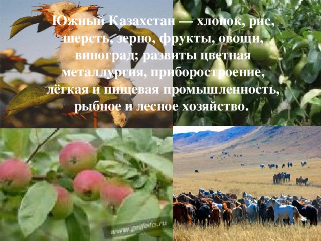 Южный Казахстан — хлопок, рис, шерсть, зерно, фрукты, овощи, виноград; развиты цветная металлургия, приборостроение, лёгкая и пищевая промышленность, рыбное и лесное хозяйство. 
