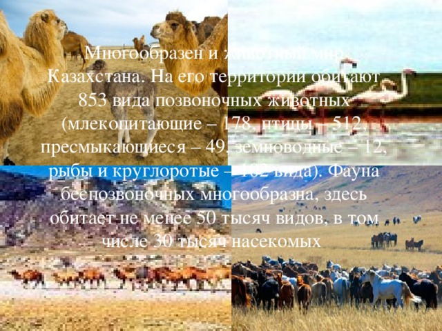Многообразен и животный мир Казахстана. На его территории обитают 853 вида позвоночных животных (млекопитающие – 178, птицы – 512, пресмыкающиеся – 49, земноводные – 12, рыбы и круглоротые – 102 вида). Фауна беспозвоночных многообразна, здесь обитает не менее 50 тысяч видов, в том числе 30 тысяч насекомых 