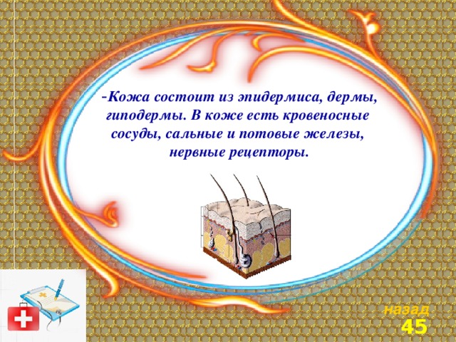 Кожа состоит из эпидермиса, дермы, гиподермы. В коже есть кровеносные сосуды, сальные и потовые железы, нервные рецепторы. назад 