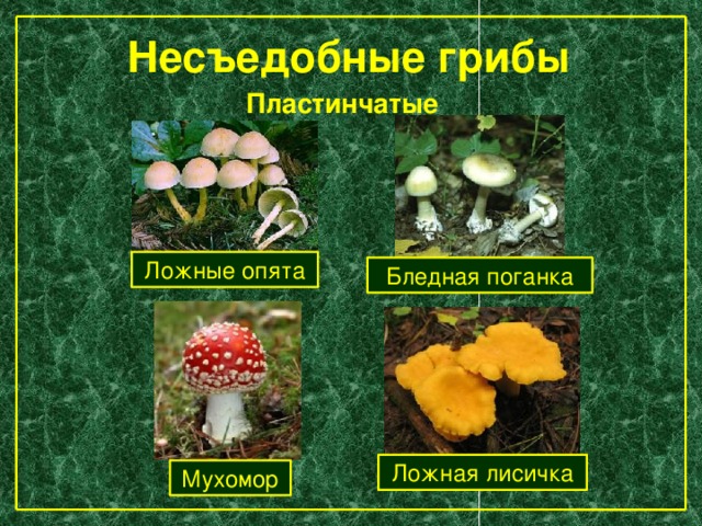 Трубчатые пластинчатые грибы таблица