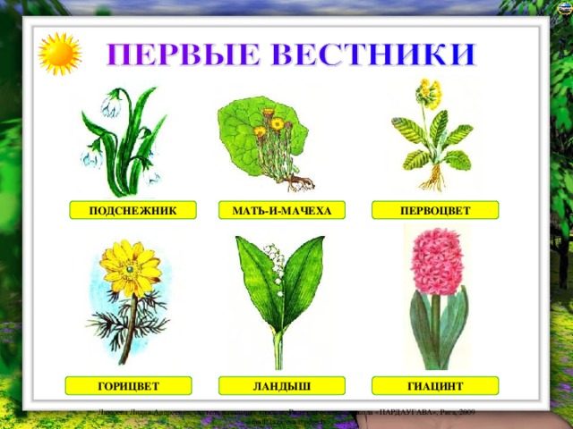 ПОДСНЕЖНИК МАТЬ-И-МАЧЕХА ПЕРВОЦВЕТ ГОРИЦВЕТ ЛАНДЫШ ГИАЦИНТ 