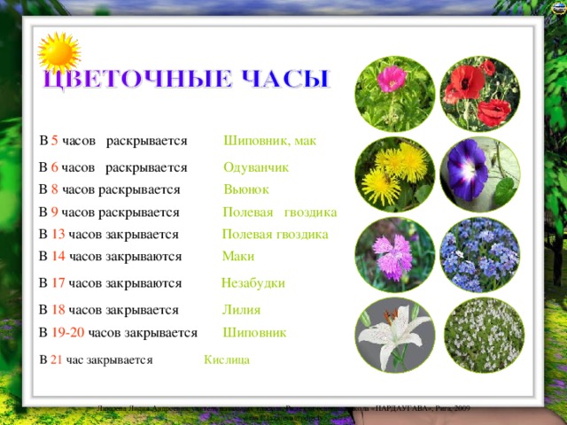 В 5 часов раскрывается Шиповник, мак   В 6 часов раскрывается Одуванчик В 8 часов раскрывается Вьюнок В 9 часов раскрывается Полевая  гвоздика В 13 часов закрывается  Полевая гвоздика В 14 часов закрываются Маки В 17 часов закрываются Незабудки В 18 часов закрывается Лилия В 19-20 часов закрывается Шиповник  В 21 час закрывается Кислица 