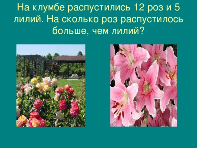 На клумбе распустились 12 роз и 5 лилий. На сколько роз распустилось больше, чем лилий? 