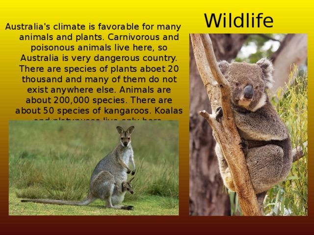 Wildlife Australia's climate is favorable for many animals and plants. Carnivorous and poisonous animals live here, so Australia is very dangerous country. There are species of plants aboet 20 thousand and many of them do not exist anywhere else. Animals are about 200,000 species. There are about 50 species of kangaroos. Koalas and platypuses live only here. 