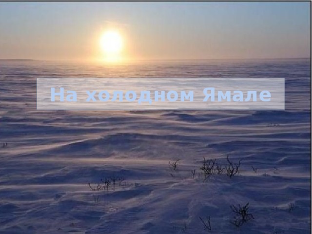 На холодном Ямале 