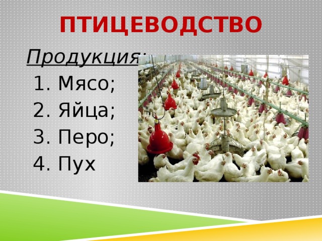 Получение продукции животноводства 8 класс технология презентация