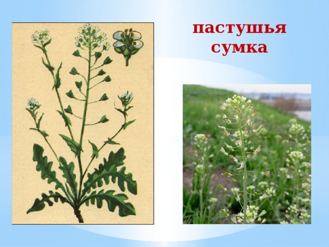 пастушья сумка 