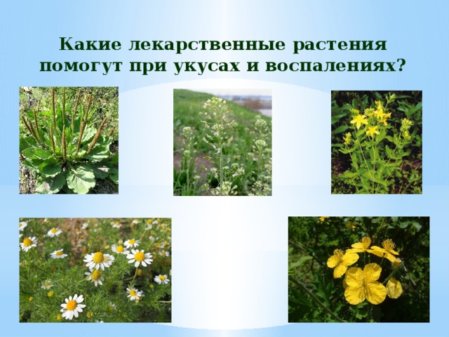 Какие лекарственные растения помогут при укусах и воспалениях? 