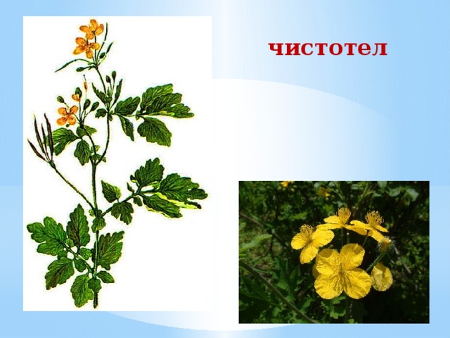 чистотел 