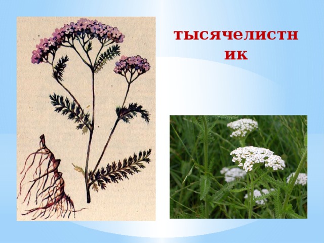 тысячелистник 