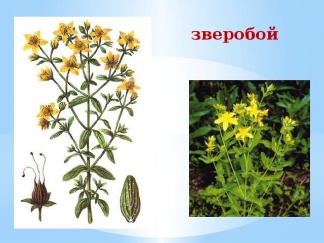 зверобой 