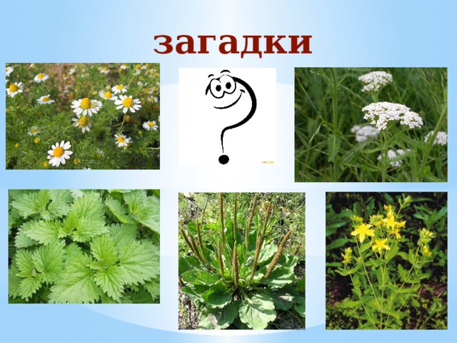 загадки 
