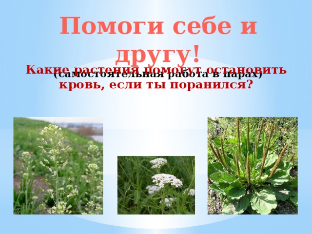 Помоги себе и другу! (самостоятельная работа в парах) Какие растения помогут остановить кровь, если ты поранился? 