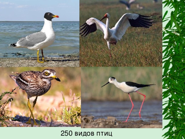  250 видов птиц 