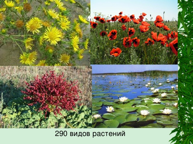  290 видов растений 