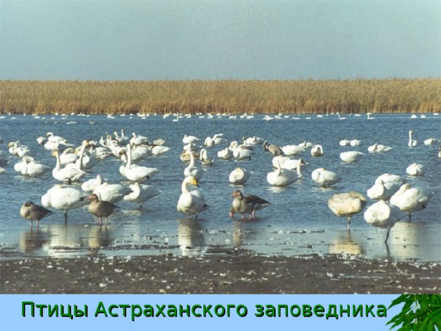 Птицы Астраханского заповедника 