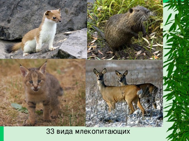  33 вида млекопитающих 