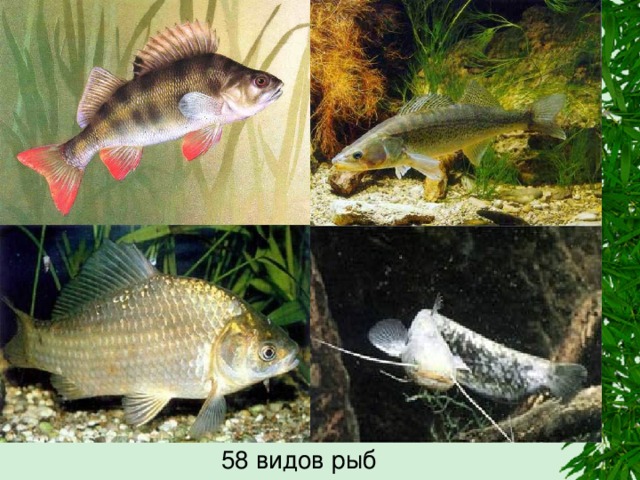  58 видов рыб 