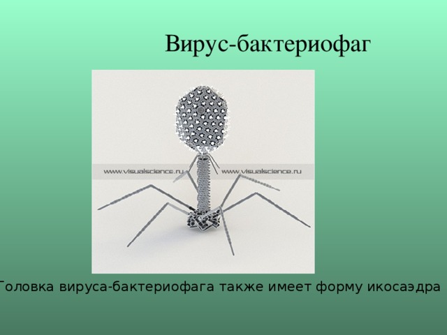 Вирус-бактериофаг Головка вируса-бактериофага также имеет форму икосаэдра 