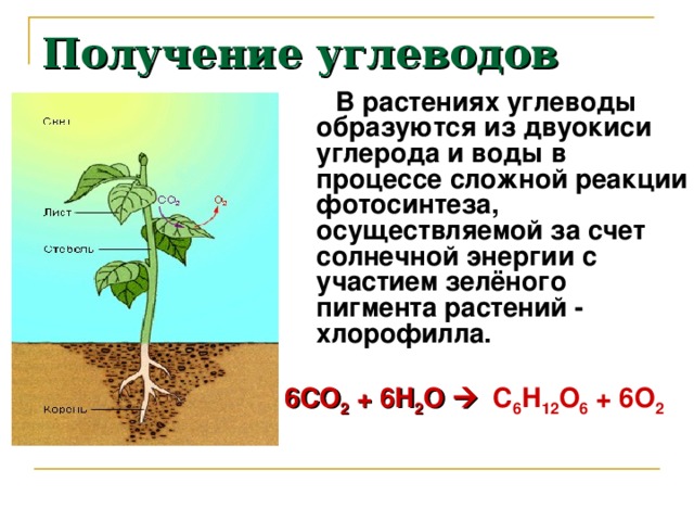Получение углеводов  В растениях углеводы образуются из двуокиси углерода и воды в процессе сложной реакции фотосинтеза, осуществляемой за счет солнечной энергии с участием зелёного пигмента растений - хлорофилла. 6СО 2 + 6Н 2 О  С 6 Н 12 О 6 + 6О 2 