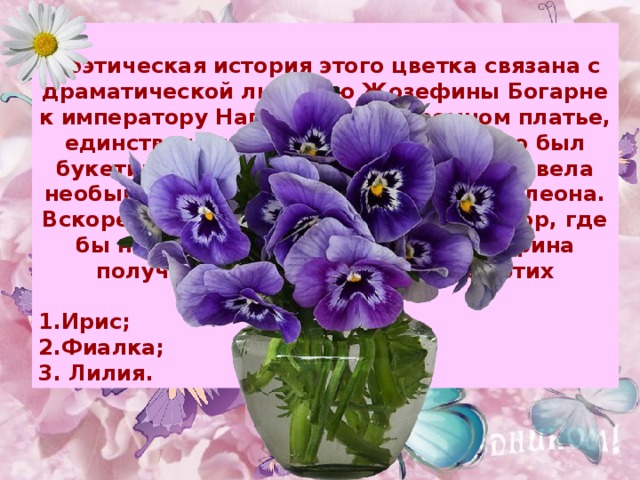  Поэтическая история этого цветка связана с драматической любовью Жозефины Богарне к императору Наполеону. В скромном платье, единственным украшением которого был букетик этих цветов, Жозефина произвела необыкновенное впечатление на Наполеона. Вскоре состоялась их свадьба. С тех пор, где бы ни находился император, Жозефина получала в день свадьбы букет этих цветков.  Ирис; Фиалка; 3. Лилия. Примечание : для выхода ответа, кликните мышкой на свободном поле.  