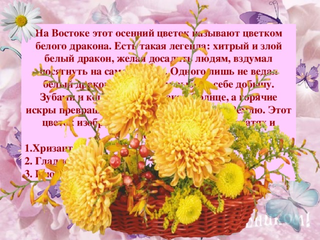 На Востоке этот осенний цветок называют цветком белого дракона. Есть такая легенда: хитрый и злой белый дракон, желая досадить людям, вздумал посягнуть на само Солнце. Одного лишь не ведал белый дракон: не по силам выбрал себе добычу. Зубами и когтями рвал дракон Солнце, а горячие искры превращались в цветы и падали на Землю. Этот цветок изображен на гербе Японии, на печатях и монетах. Хризантема; 2. Гладиолус; 3. Пион. Примечание : для выхода ответа, кликните мышкой на свободном поле.  