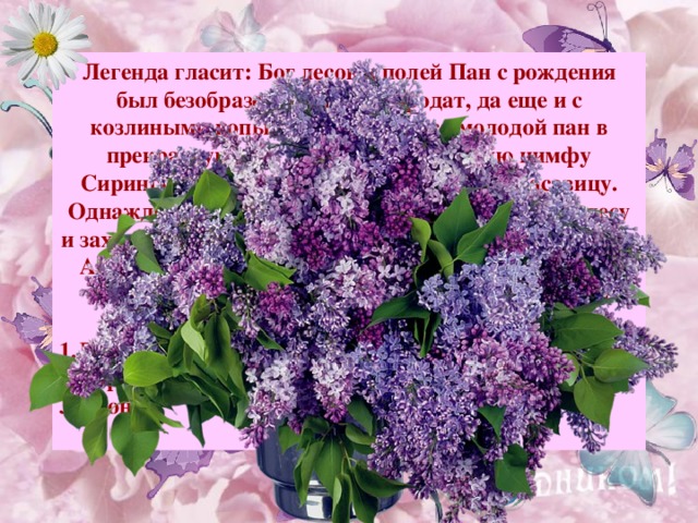 Легенда гласит: Бог лесов и полей Пан с рождения был безобразен – рогат и бородат, да еще и с козлиными копытцами. Влюбился молодой пан в прекрасную, как майское утро, лесную нимфу Сирингу. Всюду бродил Пан, преследуя красавицу. Однажды он издали увидел Сирингу в дремучем лесу и захотел догнать ее. Тогда нимфа в ужасе взмолилась Артемиде: «Спаси меня от позора!». Та превратила нимфу в  душистый куст, расцветающий каждую весну.   Дельфиниум; Сирень; Пион.  Примечание : для выхода ответа, кликните мышкой на свободном поле.  