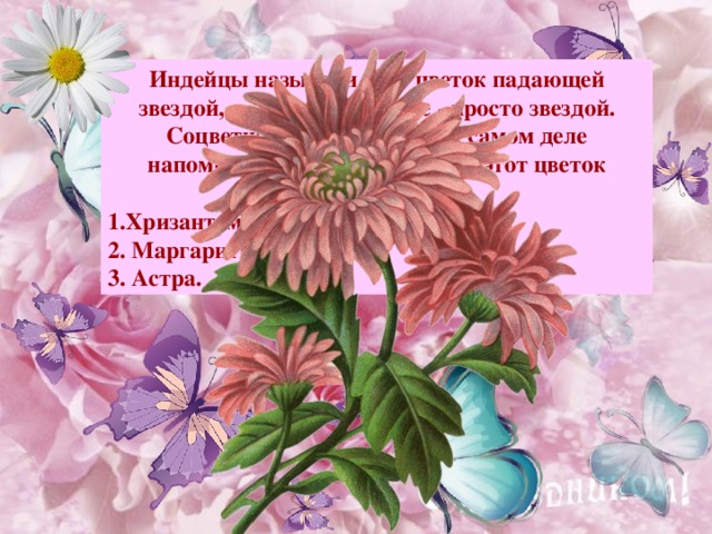 Индейцы называли этот цветок падающей звездой, а древние римляне - просто звездой. Соцветие этого растения на самом деле напоминает яркую звезду. Как этот цветок называют сейчас?  Хризантема; 2. Маргаритки; 3. Астра. Примечание : для выхода ответа, кликните мышкой на свободном поле.  