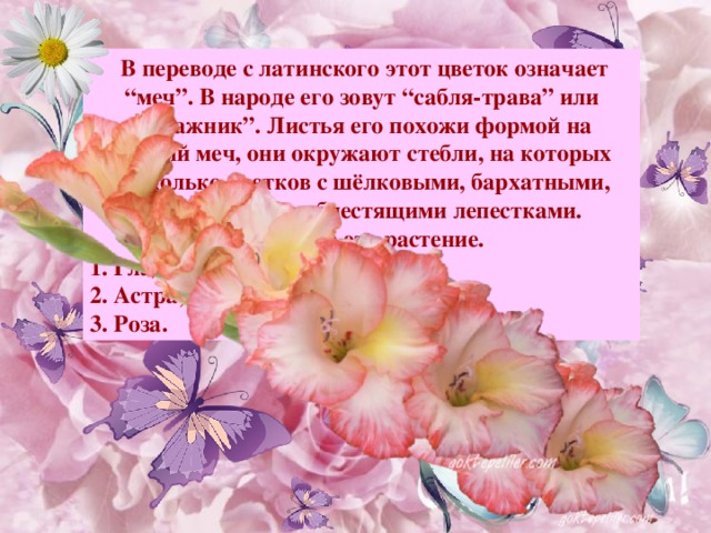  В переводе с латинского этот цветок означает “меч”. В народе его зовут “сабля-трава” или “жпажник”. Листья его похожи формой на острый меч, они окружают стебли, на которых несколько цветков с шёлковыми, бархатными, махровыми или блестящими лепестками. Назовите это растение. 1. Гладиолус; 2. Астра; 3. Роза. Примечание : для выхода ответа, кликните мышкой на свободном поле.  