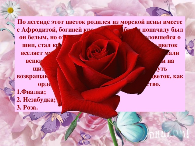 По легенде этот цветок родился из морской пены вместе с Афродитой, богиней красоты и любви, и поначалу был он белым, но от капельки крови богини, уколовшейся о шип, стал красным. Древние верили, что этот цветок вселяет мужество, и поэтому вместо шлемов надевали венки из этих цветов, их изображение выбивали на щитах. Лепестками этих цветов усыпали путь возвращающихся с войны победителей. Этот цветок, как орден, вручали за проявленное геройство. Фиалка; 2. Незабудка; 3. Роза. Примечание : для выхода ответа, кликните мышкой на свободном поле.  
