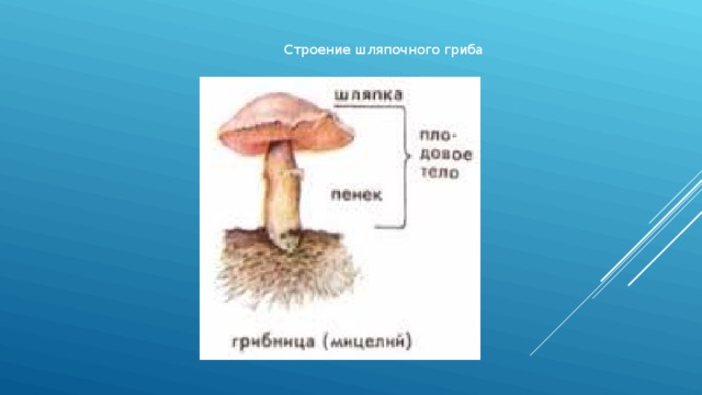 Строение шляпочного гриба 