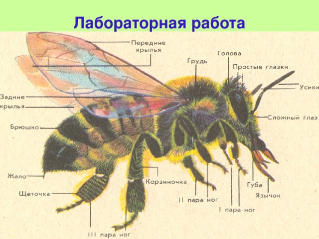 Строение пчелы для детей дошкольного возраста картинки