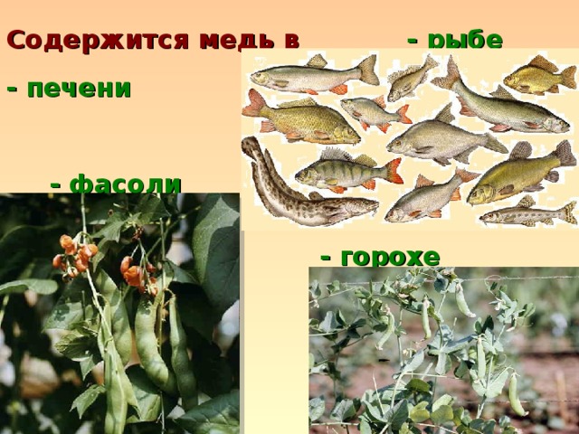 Содержится медь в - рыбе - печени  - фасоли - горохе 