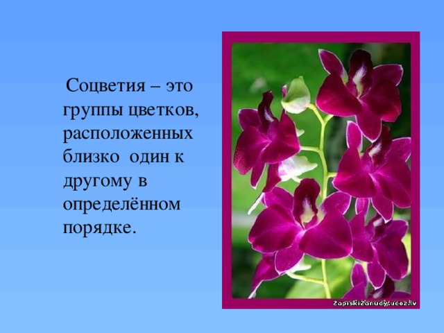  Соцветия – это группы цветков, расположенных близко один к другому в определённом порядке. 