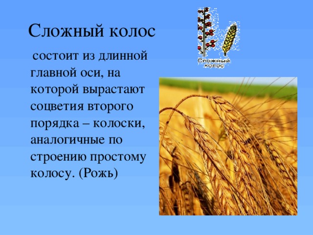 Найти слова колос. Сложный Колос. Рожь Тип соцветия. Стихи про колосья. Сложный Колос описание.