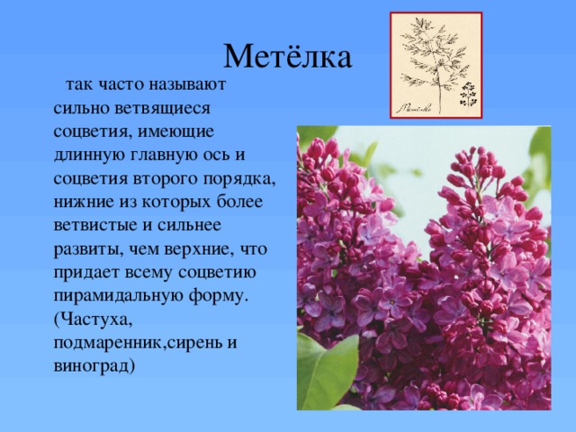 Метёлка  так часто называют сильно ветвящиеся соцветия, имеющие длинную главную ось и соцветия второго порядка, нижние из которых более ветвистые и сильнее развиты, чем верхние, что придает всему соцветию пирамидальную форму. (Частуха, подмаренник,сирень и виноград) 