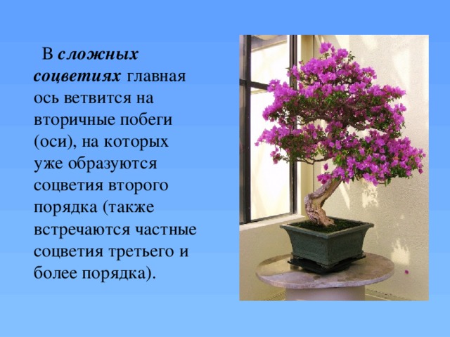  В сложных соцветиях  главная ось ветвится на вторичные побеги (оси), на которых уже образуются соцветия второго порядка (также встречаются частные соцветия третьего и более порядка).  