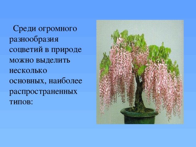  Среди огромного разнообразия соцветий в природе можно выделить несколько основных, наиболее распространенных типов: 