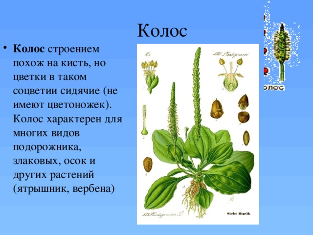 Схема подорожника. Подорожник строение растения. Плод подорожника большого. Строение цветка подорожника. Подорожник соцветие.