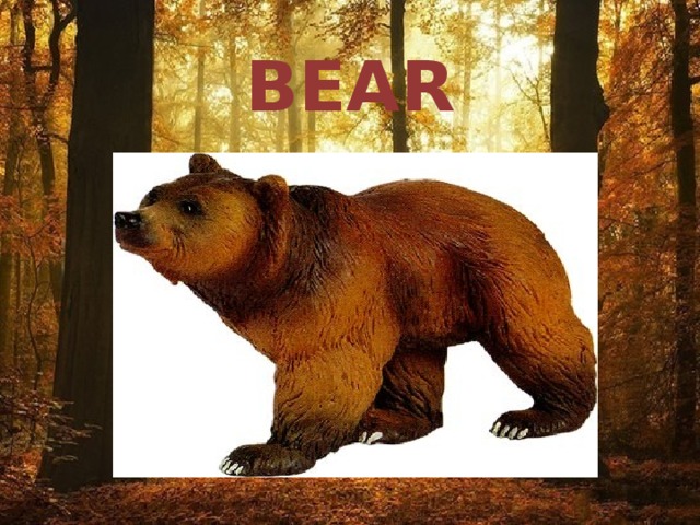 BEAR   