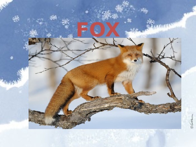 FOX 