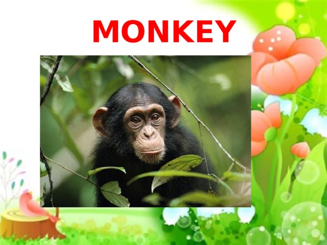 MONKEY 