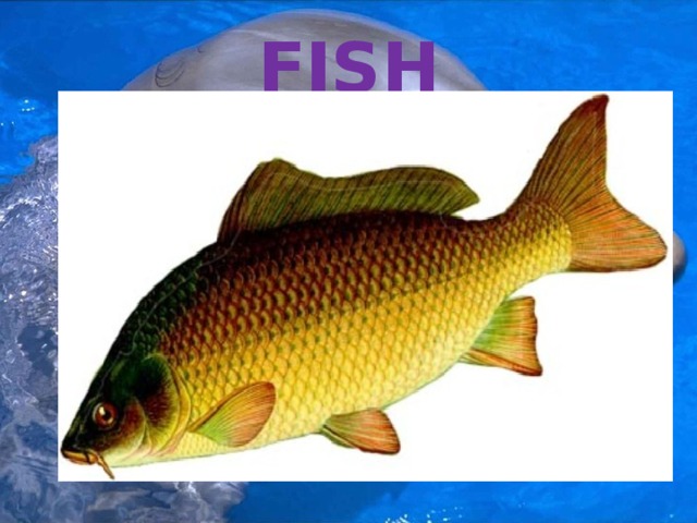 FISH 