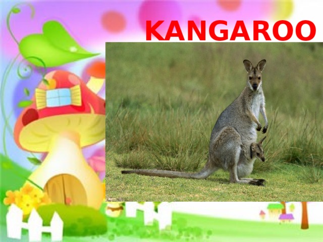 KANGAROO 