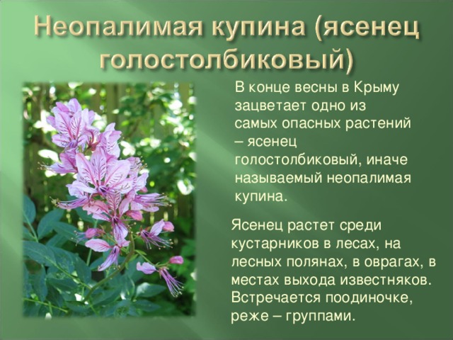 Купина растение фото описание. Ясенец Неопалимая Купина. Ясенец кавказский (ясенец белый). Цветок ясенец Неопалимая Купина. Ясенец голостолбиковый Купина Неопалимая.